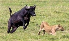 水牛配方爆料视频教程,视频教程带你轻松掌握制作技巧