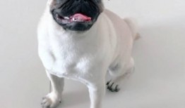 巴哥线索爆料了吗视频大全,爆料视频大全深度解析