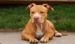 比特猛犬爆料视频播放在线观看,独家内容在线观看解析