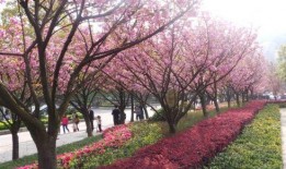 樱花校园最新大爆料,独家爆料带你探秘校园风云