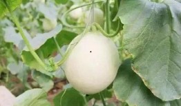 利川网红吃瓜事件