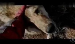 是狼是人的电影在线观看,狼人还是人？揭秘经典悬疑电影在线观看之旅