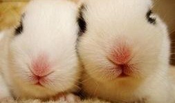 兔子爆料博主视频下载免费,免费下载视频的独家秘籍