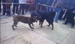 比特猛犬爆料视频播放在线观看,独家内容在线观看解析