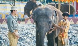 大象电影在线观看,探索动物世界的奇幻之旅