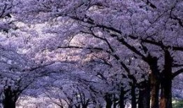 樱花爆料大神视频大全在线观看,精彩瞬间一网打尽