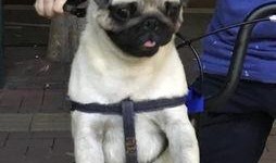 巴哥线索爆料了吗视频大全,爆料视频大全深度解析