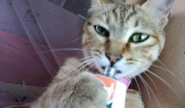 猫抓老鼠最新爆料,悬念迭起，反转不断！