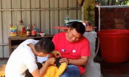 阉猪在线观看,揭秘猪只阉割全过程