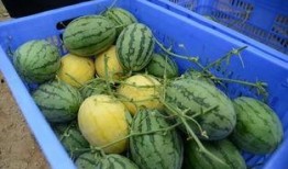 平邑网红吃瓜群微信号,趣味横生的社交盛宴