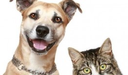 累充宠物最新爆料