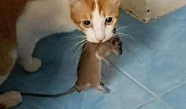 猫抓老鼠最新爆料,悬念迭起，反转不断！