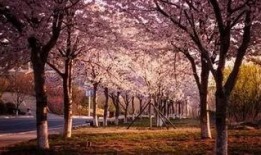 樱花校园最新大爆料,独家爆料带你探秘校园风云