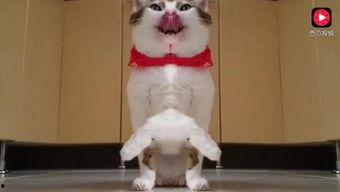 娱乐吃瓜猫咪视频大全免费观看,免费观看吃瓜视频大全